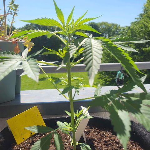 Wurlz F1 Automatic  growlog timeline photo