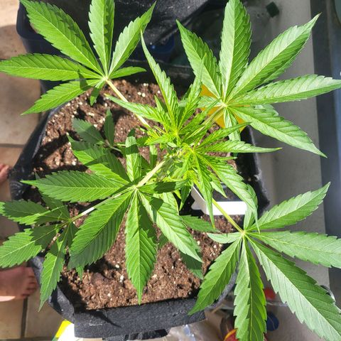 Wurlz F1 Automatic  growlog timeline photo