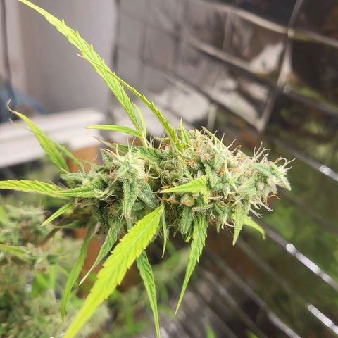 Wedding Cake Automatic growlog timeline photo