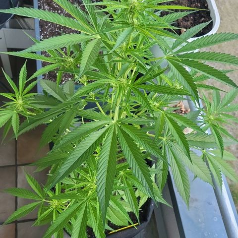 Do-Si-Dos Automatic growlog timeline photo