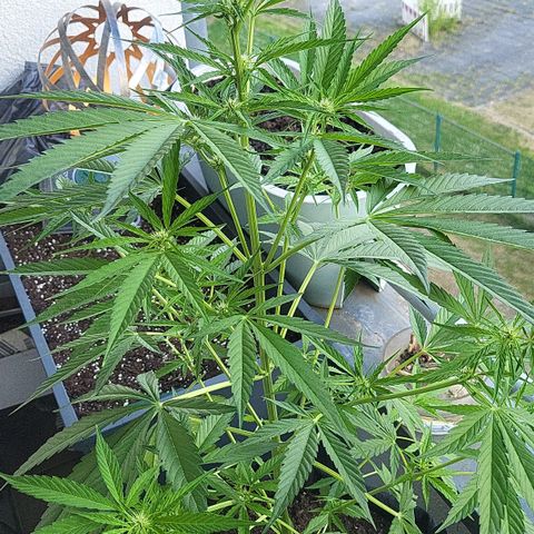 Do-Si-Dos Automatic growlog timeline photo