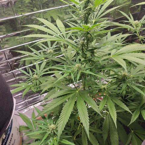 Wurlz F1 Automatic  growlog timeline photo