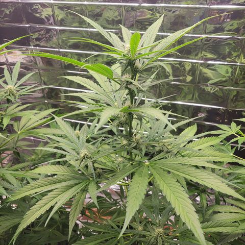 Do-Si-Dos Automatic growlog timeline photo