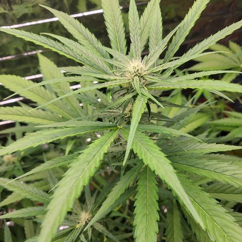 Do-Si-Dos Automatic growlog timeline photo