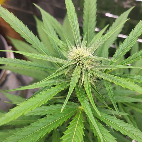Wurlz F1 Automatic  growlog timeline photo