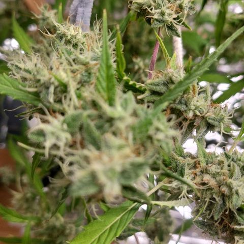 Wedding Cake Automatic growlog timeline photo