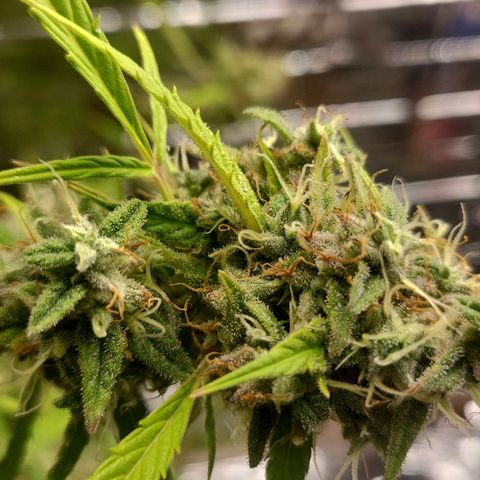 Wedding Cake Automatic growlog timeline photo