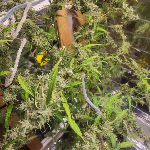 Wedding Cake Automatic growlog timeline photo