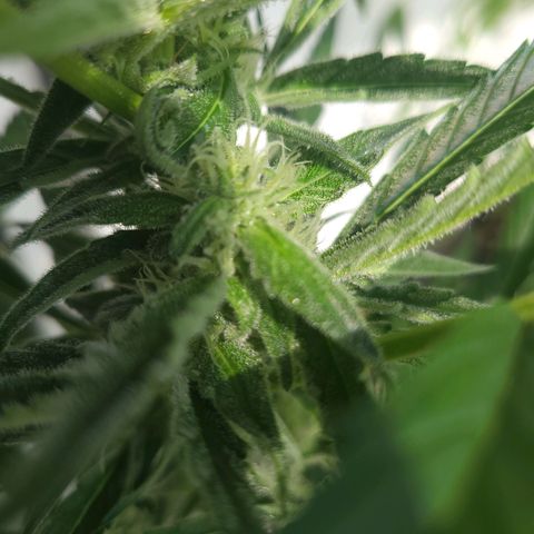 Do-Si-Dos Automatic growlog timeline photo