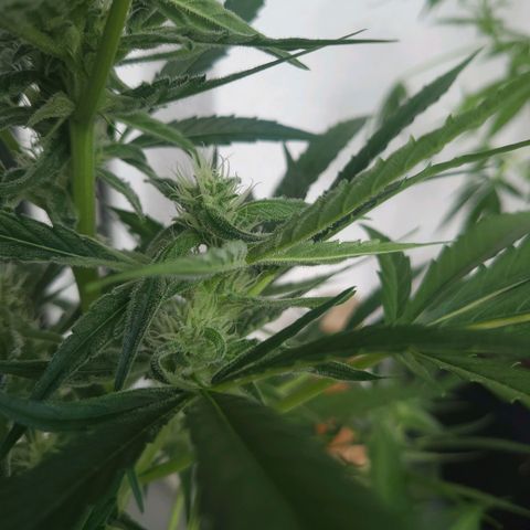 Do-Si-Dos Automatic growlog timeline photo
