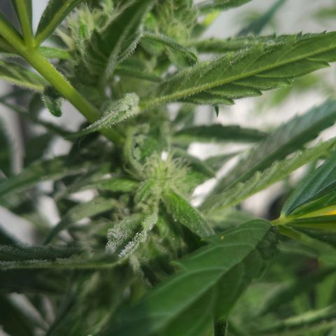 Do-Si-Dos Automatic growlog timeline photo