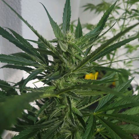 Do-Si-Dos Automatic growlog timeline photo
