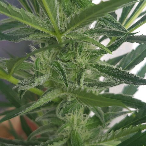 Do-Si-Dos Automatic growlog timeline photo