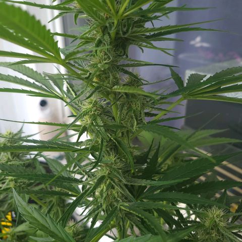 Wurlz F1 Automatic  growlog timeline photo
