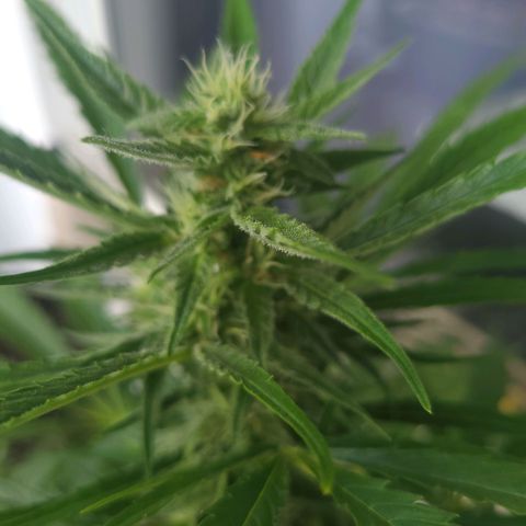 Wurlz F1 Automatic  growlog timeline photo