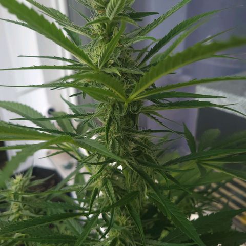Wurlz F1 Automatic  growlog timeline photo