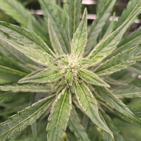 Do-Si-Dos Automatic growlog timeline photo