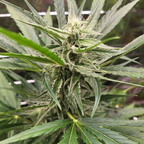 Do-Si-Dos Automatic growlog timeline photo