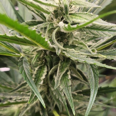 Do-Si-Dos Automatic growlog timeline photo