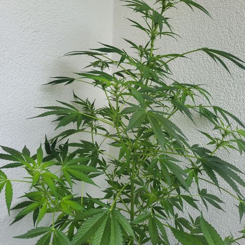 White Widow Automatic growlog timeline photo