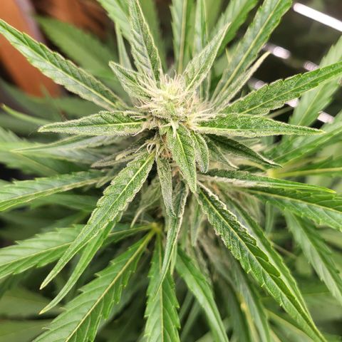 Wurlz F1 Automatic  growlog timeline photo
