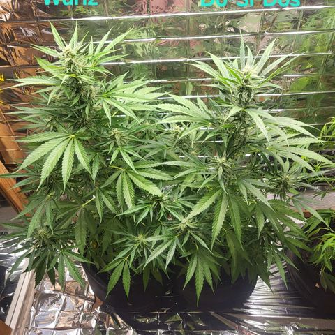 Wurlz F1 Automatic  growlog timeline photo