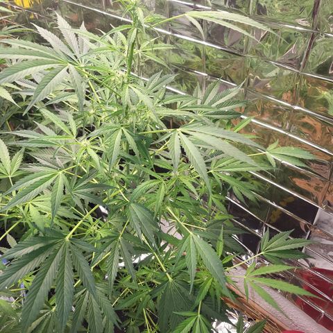 White Widow Automatic growlog timeline photo