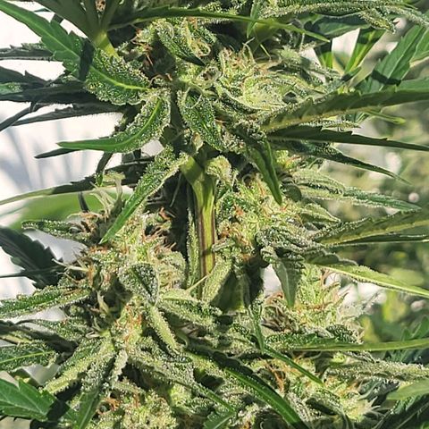 Wurlz F1 Automatic  growlog timeline photo