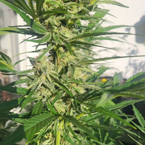 Wurlz F1 Automatic  growlog timeline photo