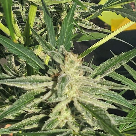 Do-Si-Dos Automatic growlog timeline photo