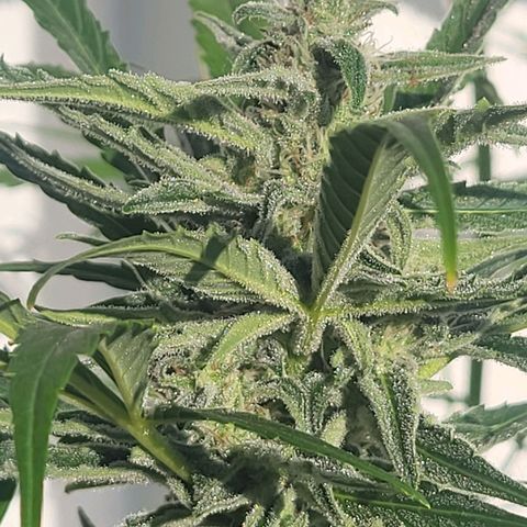 Do-Si-Dos Automatic growlog timeline photo