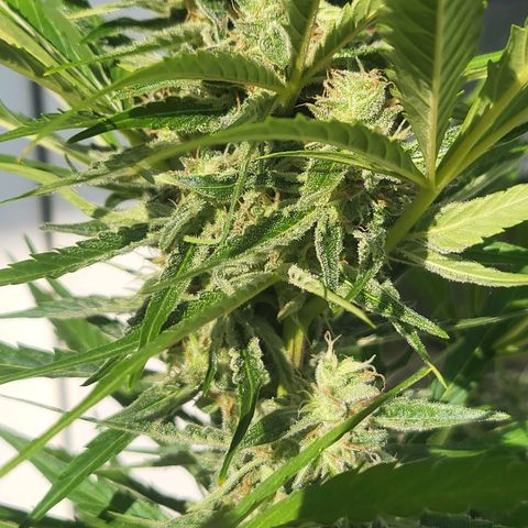 Wurlz F1 Automatic  growlog timeline photo