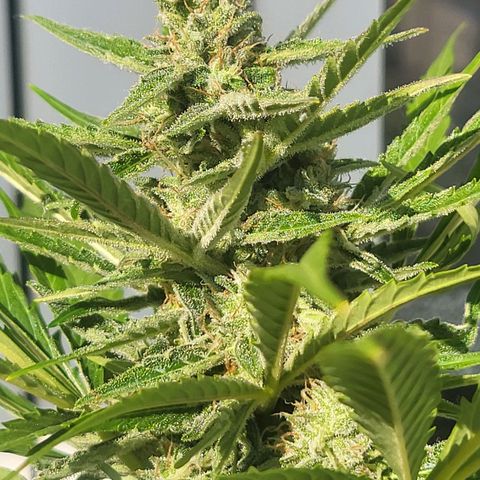 Wurlz F1 Automatic  growlog timeline photo