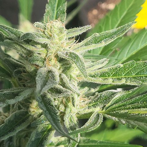 Do-Si-Dos Automatic growlog timeline photo