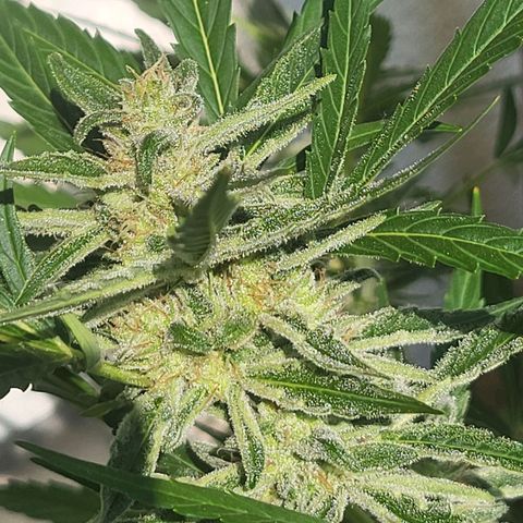 Do-Si-Dos Automatic growlog timeline photo
