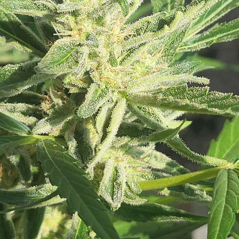 Do-Si-Dos Automatic growlog timeline photo