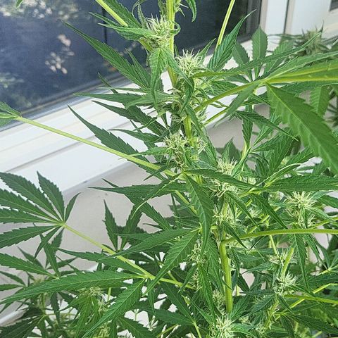 White Widow Automatic growlog timeline photo