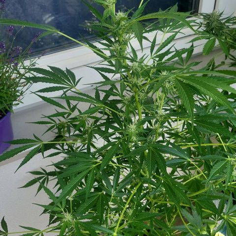 White Widow Automatic growlog timeline photo