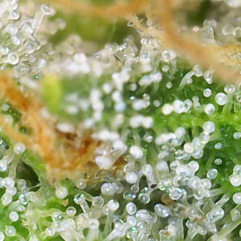 Wurlz F1 Automatic  growlog timeline photo