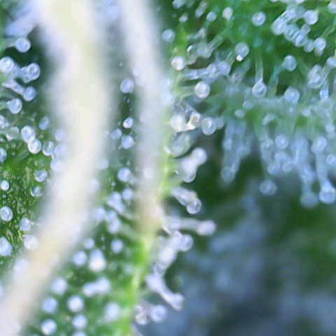 Do-Si-Dos Automatic growlog timeline photo