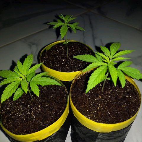 hybrid colombian growlog timeline photo