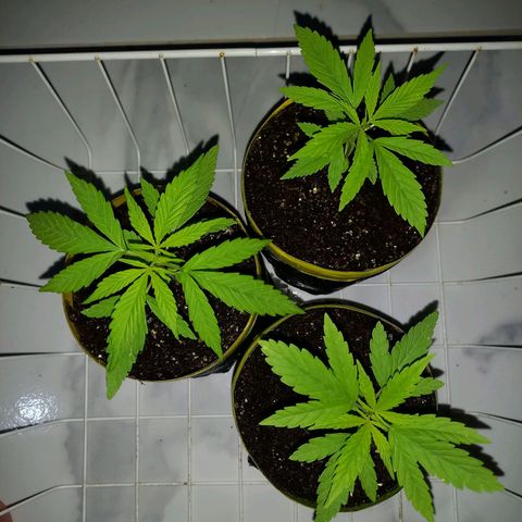 hybrid colombian growlog timeline photo