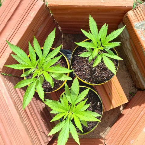 hybrid colombian growlog photo: Estou aproveitando bastante elas em outdoor antes de fazer o transplante para outro vaso e colocá-las em indoor 