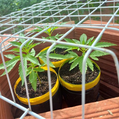 hybrid colombian growlog photo: Essas são elas hoje, eu coloco a grade em volta para os pássaros não ciscarem e acabarem matando elas, experiência própria.