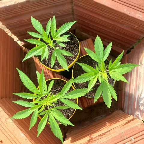 hybrid colombian growlog photo: Essas são elas hoje, eu coloco a grade em volta para os pássaros não ciscarem e acabarem matando elas, experiência própria.
