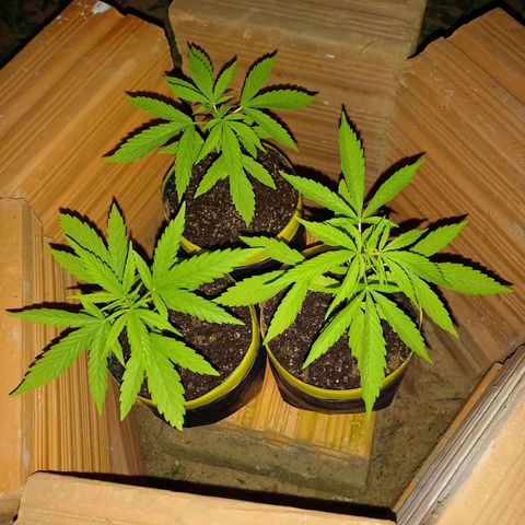 hybrid colombian growlog photo: Atualização do dia, agora são 18:40 e eu irei colocar elas dentro de casa 