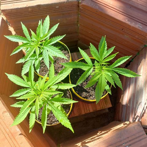 hybrid colombian growlog photo: São 08:14 acabei de regar as plantas agora