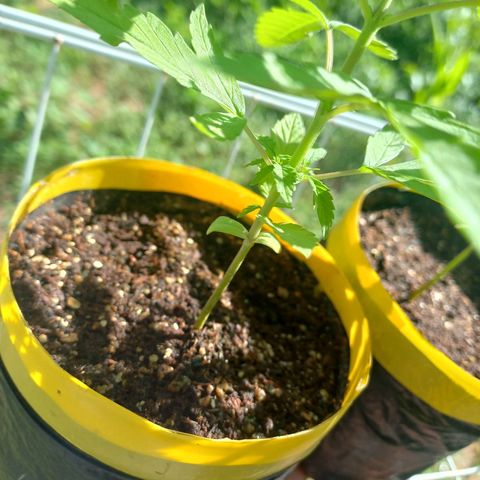 hybrid colombian growlog photo: Mais um pouco da evolução delas