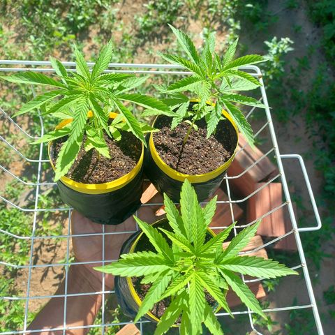 hybrid colombian growlog photo: Mais um pouco da evolução delas