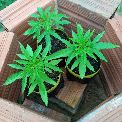 hybrid colombian growlog photo: Final da tarde de hoje